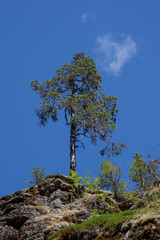 tree on top of the hill