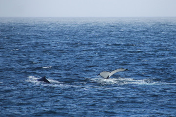 Fototapeta premium Wieloryb na Antarktydzie – płetwa wystająca z wody