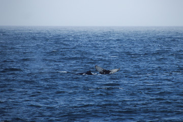 Fototapeta premium Wal in der Antarktis - Flosse aus Wasser ragend
