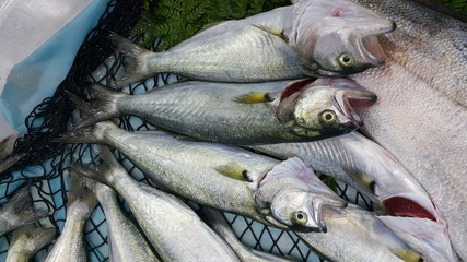 fresh marine fish for sale