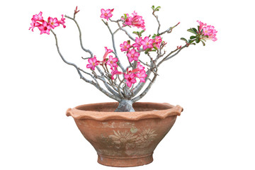 Pink desert rose, mock azalea, pinkbignonia or impala lily flowers bloom in pot isolated on white background included clipping path.