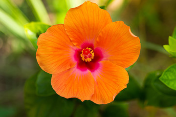 Red hibiscus flower on a green background.