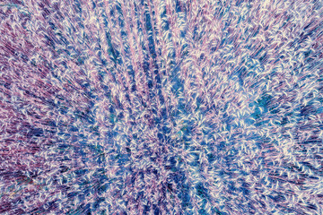 Wheatfield at sunset. Rural nature background. View from above