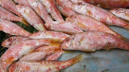 fresh marine fish for sale