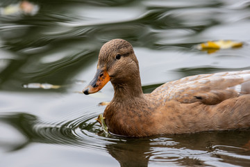 duck in the water