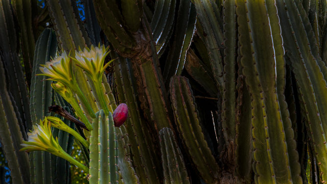 Euphobia cacti with flowers in bloom and red pod