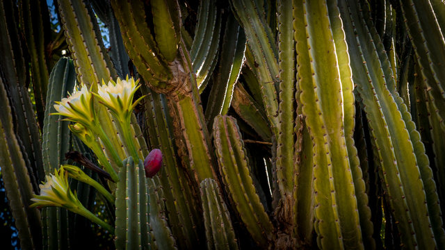 Euphobia cacti with flowers in bloom and red pod