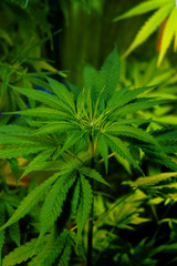 Naklejka na ściany i meble Cannabis leaves of plant on dark background - Image