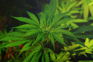 Naklejka na ściany i meble Cannabis leaves of a plant on a dark background - Image