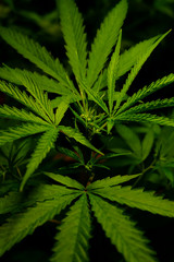 Cannabis leaves of a plant on dark background - Image
