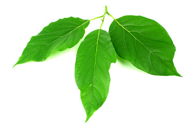 avocado leaves (green leaf) isolated on white background.