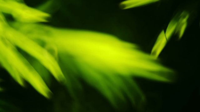 Bamboo Leaves Soft