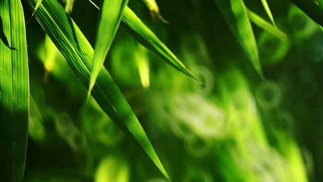 Bamboo Leaves Soft Close