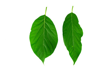 Naklejka na ściany i meble avocado leaves (green leaf) isolated on white background.reen leaf isolated on white background.