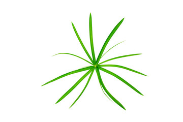 Sedge Green leaf isolated on white background.