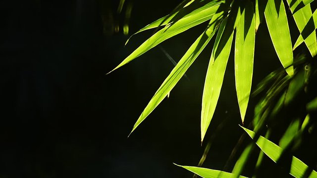 Bamboo Dark Leaves Background