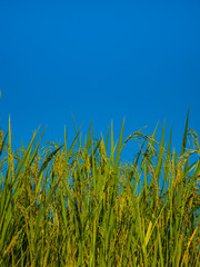 Obraz premium Rice is an economic crop in Asia