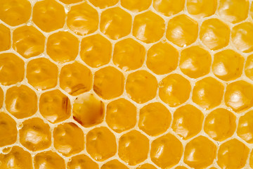 Honeycomb