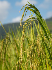 Rice is an economic crop in Asia