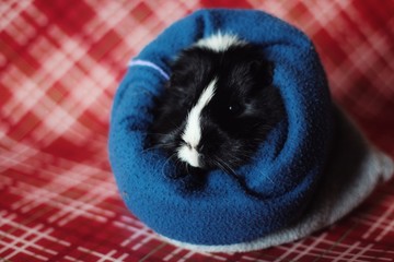 Guinea pig in snuggle sack
