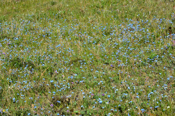 Fototapeta premium flower, green, nature, field, grass, plant,