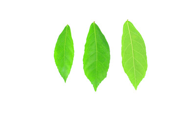 Tooth brush tree  leaf isolated on white background.