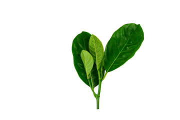  jackfruit leaf isolated on white background.