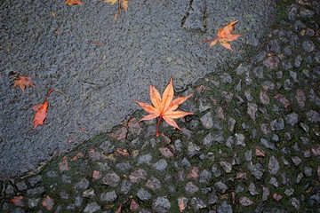 紅葉