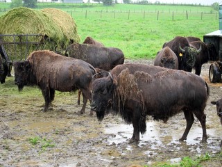 Granja de bisontes bajo la lluvia en Canada