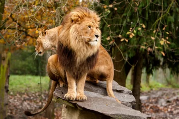 Fotobehang Afrikaanse leeuw en leeuwin op steen © photoPepp