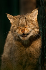 Wilde kat geniet van de zon