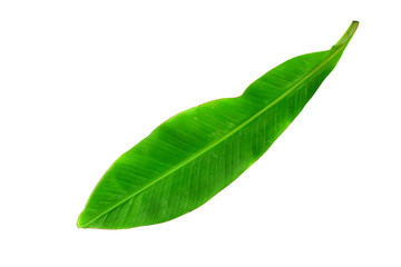 Banana leaf isolated on white background.