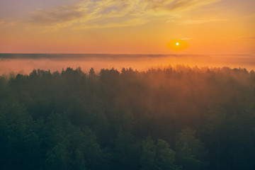 Aerial view - sunrise in the fog above the tops of the pines