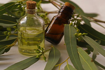 Eucalyptus leaves and Eucalyptus oil on white background