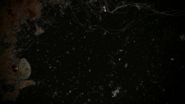 microorganism in pond water under microscope unicellular organisms