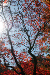 Maple tree with the orange leaves in the autumn.