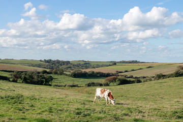 Pâturage à Saint-Etienne-au-Mont