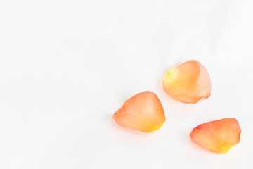 close up of three petals of orange rose isolated on white background with copy space. 