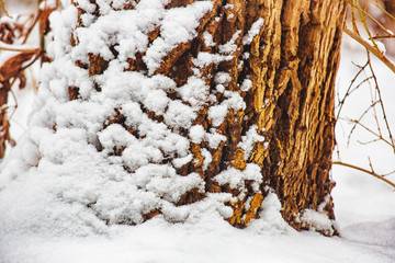 Snow on the tree branches. Winter View of trees covered with snow. The severity of the branches under the snow. Snowfall in nature.