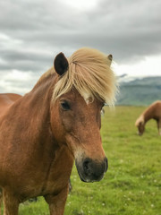 Obraz premium Icelandic horses ina grass field