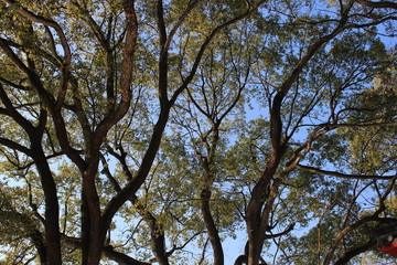 Fototapeta premium tree and sky