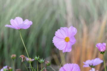 Fototapeta premium close up of beautiful cosmos flower in the garden in pink color with soft light. 