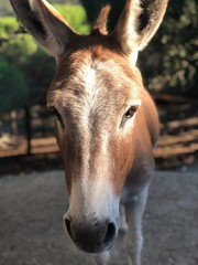 Donkey portrait