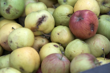 apples that start to rot in a crate, bad apples that are bad,