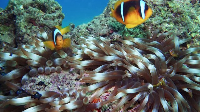 Nemo clown fish in the anemone on the colorful healthy coral reef. Anemonefish nemo couple swimming underwater. Red Sea 4K