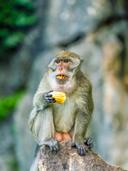 Rhesus monkey in Phuket, Thailand, They are live freely in Thailand