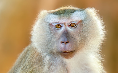 Rhesus monkey in Phuket, Thailand, They are live freely in Thailand