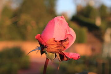 red rose in garden