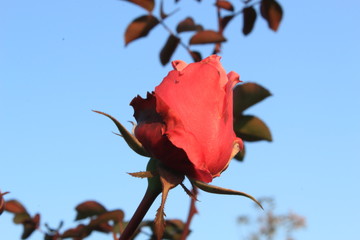 red rose