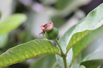 Guava leaves - Fresh guava leaves, young guava leaves, close-up details of guava leaves.Green guava fruit hanging on tree in agriculture farm